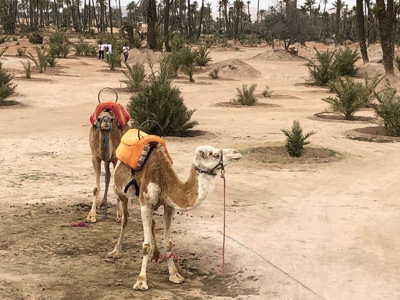 Hope in Action: Building Churches in North Africa